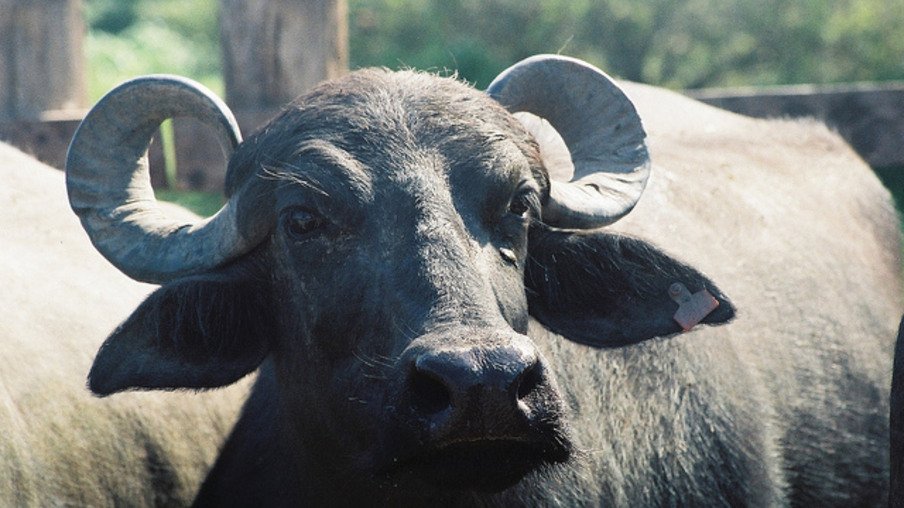 Animais vivos e cortes congelados