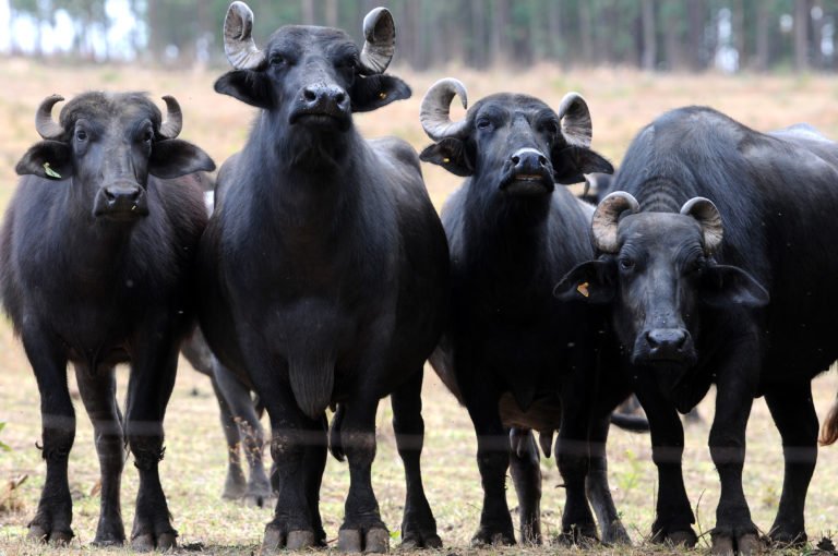 Proteína Animal